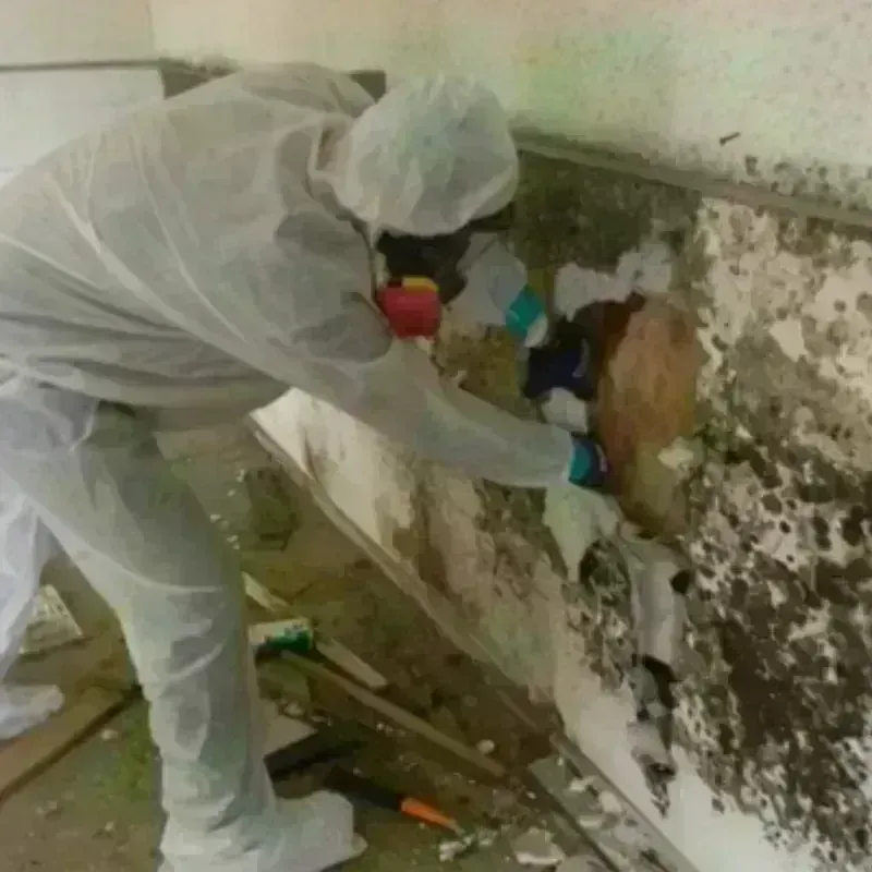 Mold Remediation and Removal in Lorena, TX